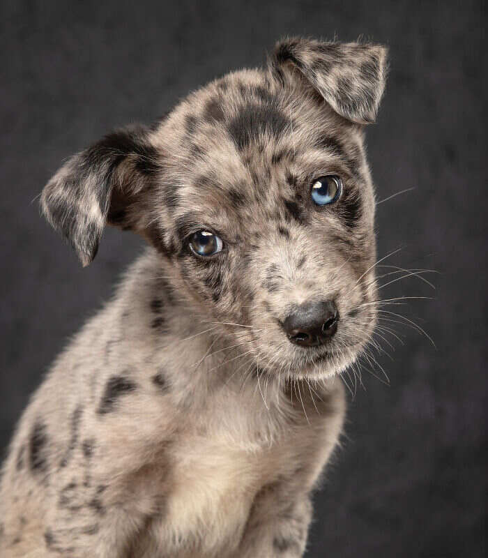 1000016398 Il cane, il gatto e la International Pet Photography Awards 2026