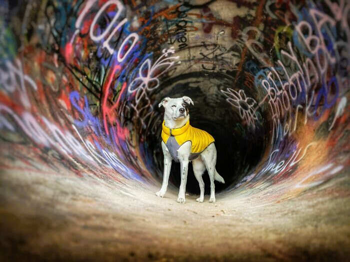 1000016399 Il cane, il gatto e la International Pet Photography Awards 2026