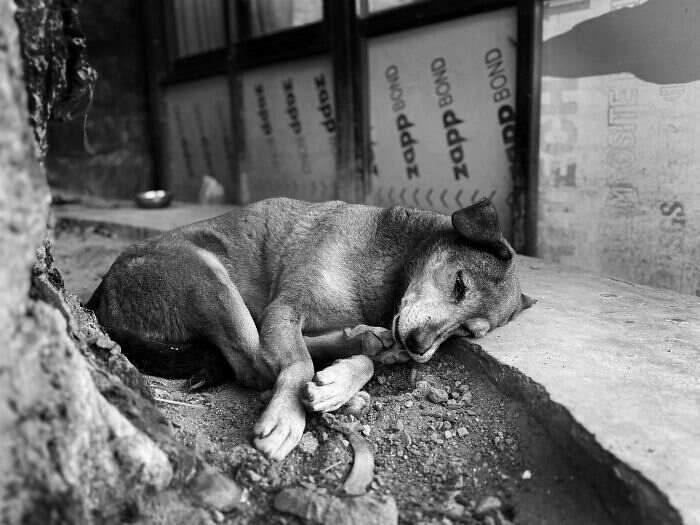 1000016400 Il cane, il gatto e la International Pet Photography Awards 2026